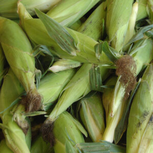 Underwood Family Farms Super Sweet Corn